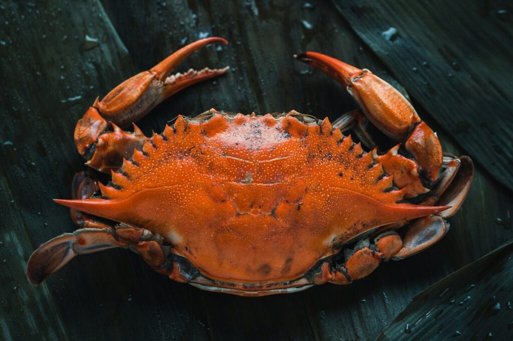 A crab resting on a wooden surface, showcasing its texture and color in a food photography setting.