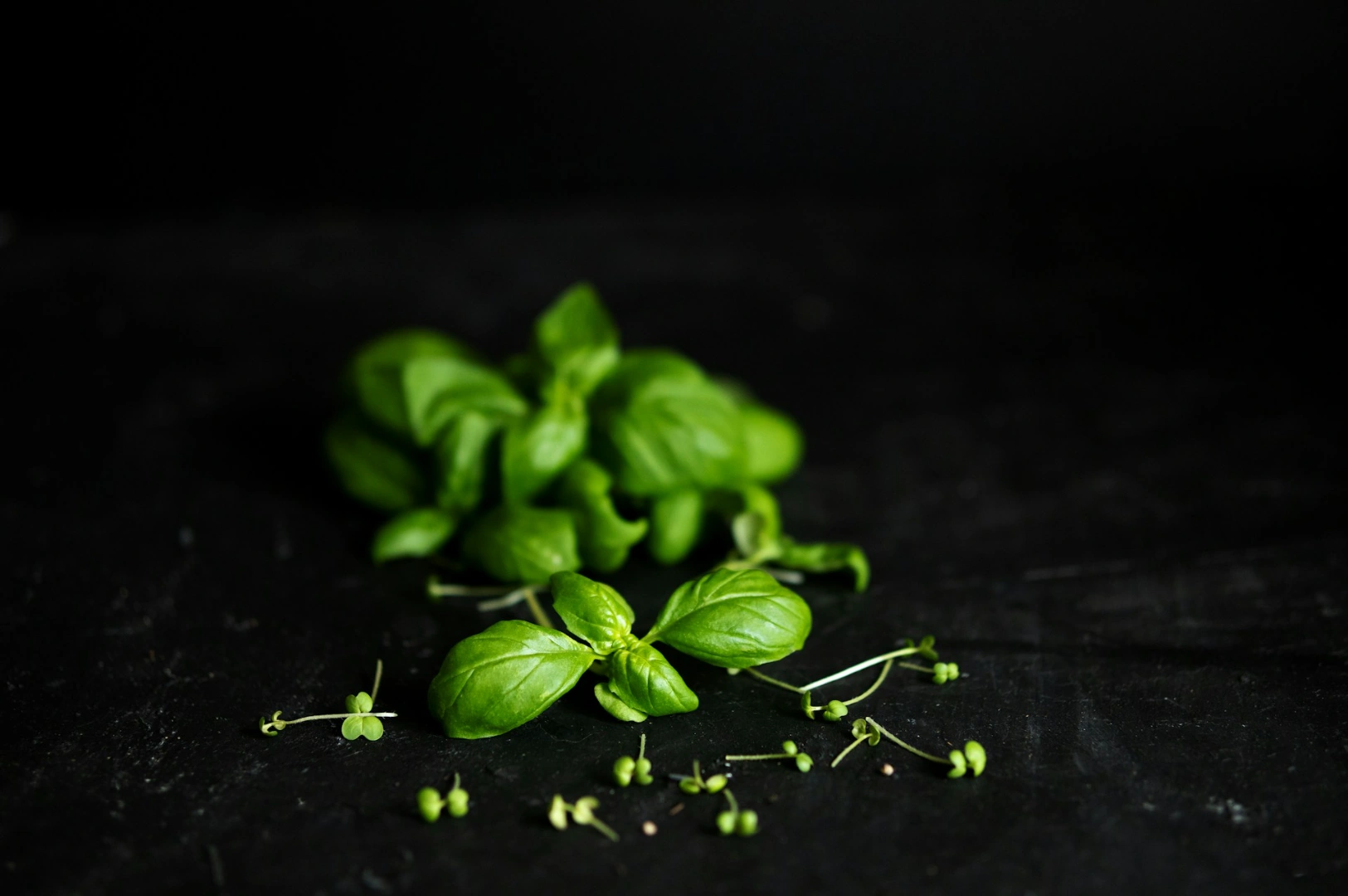 Fresh green basil leaves on a dark surface, with scattered tiny buds, creating a vibrant and fresh contrast against the black background.