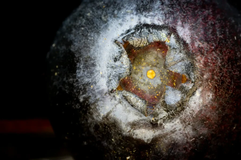 Close-up of a blueberry's frosty surface, showcasing its textured skin and calyx. The lighting highlights the deep purple color and icy details.