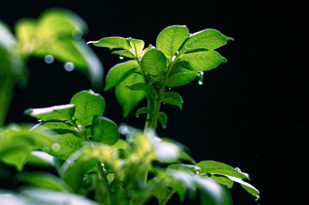 Vibrant green leaves with dew droplets, set against a dark background. The scene feels fresh and serene, highlighting nature's beauty.