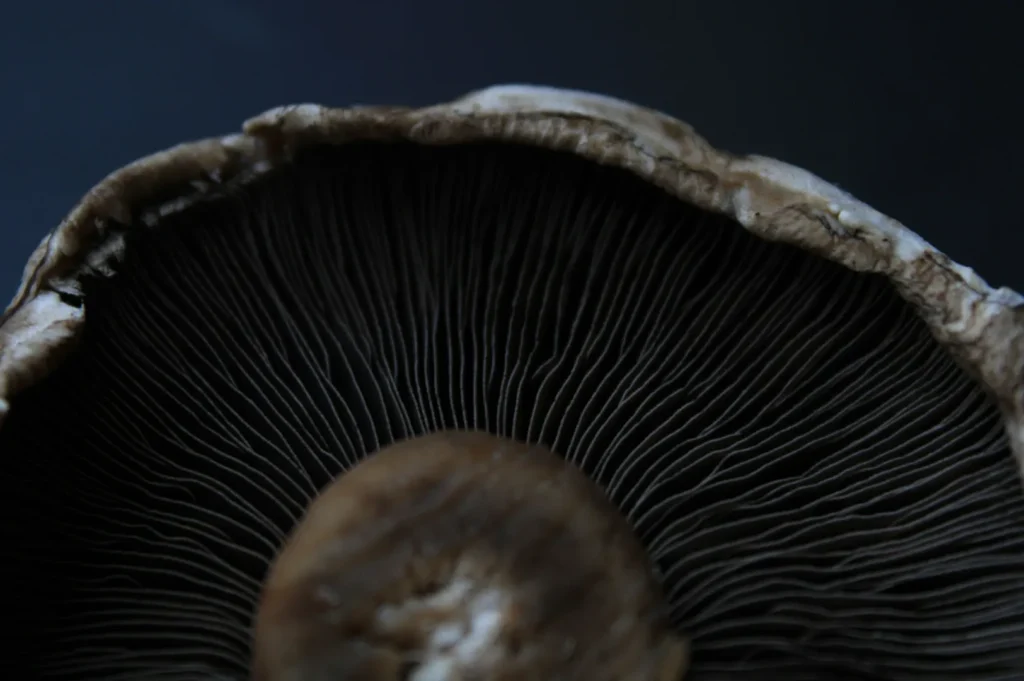 Close-up of a mushroom's dark gills and cap in low light, creating a textured and mysterious atmosphere. The gills fan out from the center, showing intricate patterns