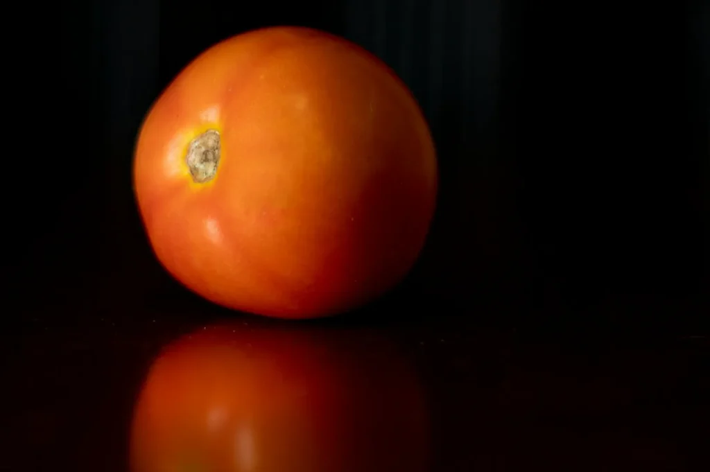 A ripe, red tomato sits on a dark reflective surface, with moody lighting that emphasizes its round shape and brings out a subtle warm glow.