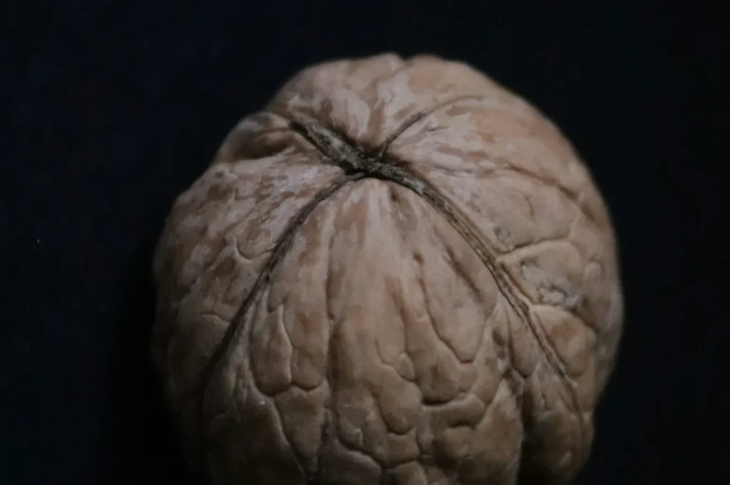 “Close-up of a walnut shell on a dark background. The shell's textured, grooved surface creates a rugged appearance, evoking a natural, earthy tone.”