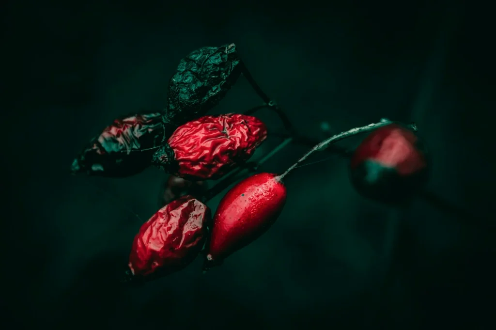 “Close-up of vibrant red rose hips against a dark, moody background. The textures of the fruits range from smooth to wrinkled, suggesting ripeness.”