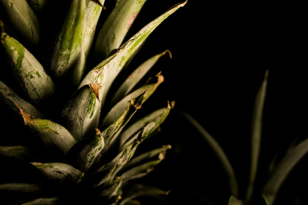 “Close-up of a pineapple's spiky leaves against a dark background. Dramatic lighting highlights the green texture, creating a moody, intense atmosphere.”