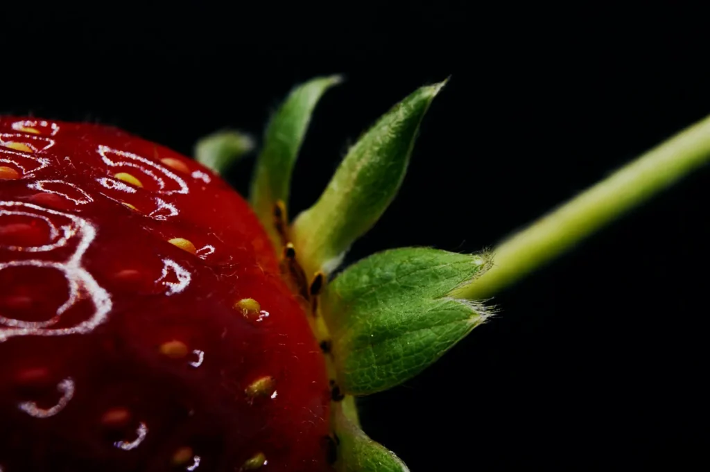 “Close-up of a vibrant red strawberry with green leaves and a stem against a black background. The fresh fruit's texture and seeds are clearly visible.”
