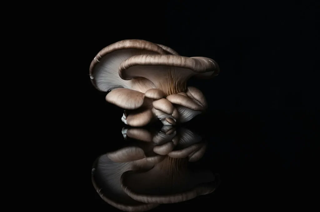 Cluster of pale mushrooms with wavy caps, dramatically lit against a black background, reflecting on a shiny surface. The mood is serene and mysterious.