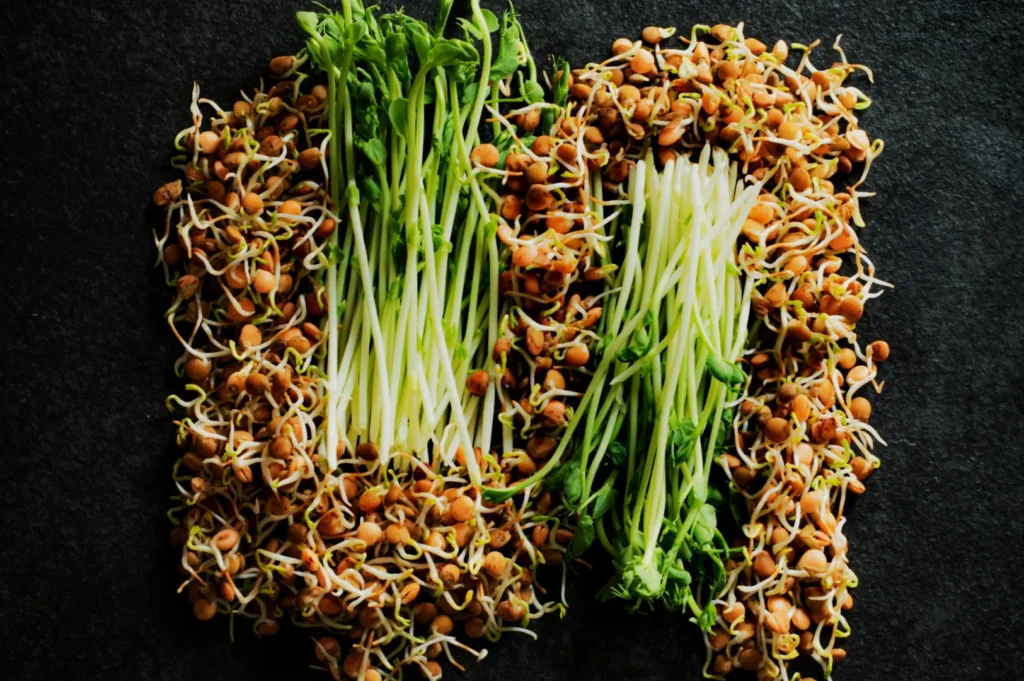 Aerial view of fresh sprouted lentils on a dark background. Bright green stems and brown seeds are arranged in two tidy clusters, conveying freshness.