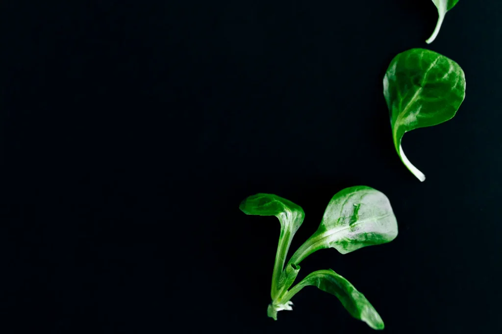 Minimalist black food photography background featuring fresh green salad leaves with natural dew texture.