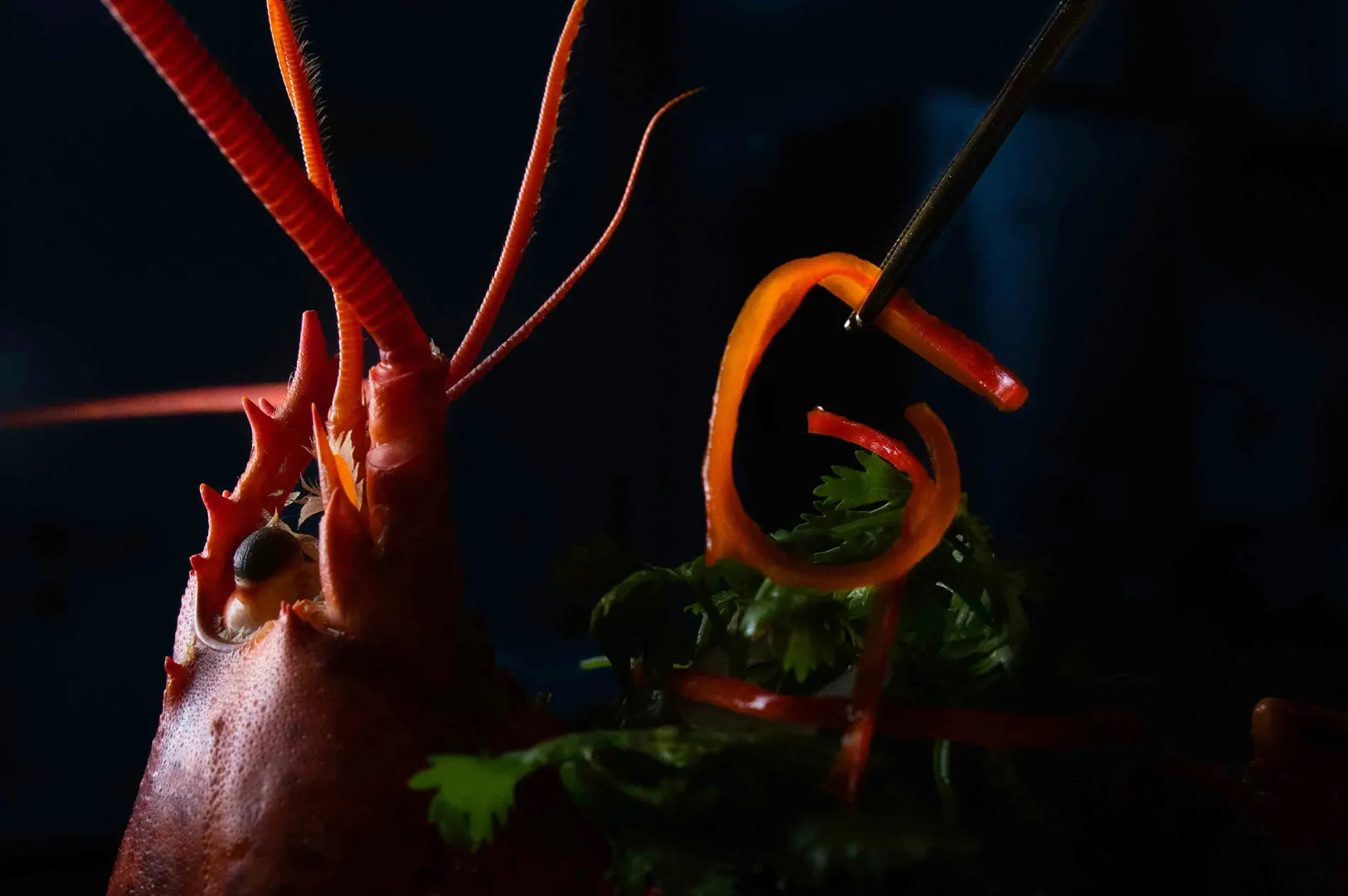 Close-up dark moody food photography of a lobster head garnish and chopsticks lifting red pepper strips over fresh greens.